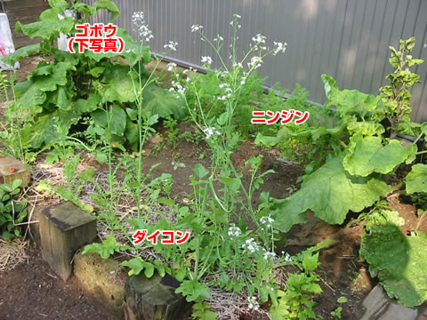 6���̉ƒ�؉�